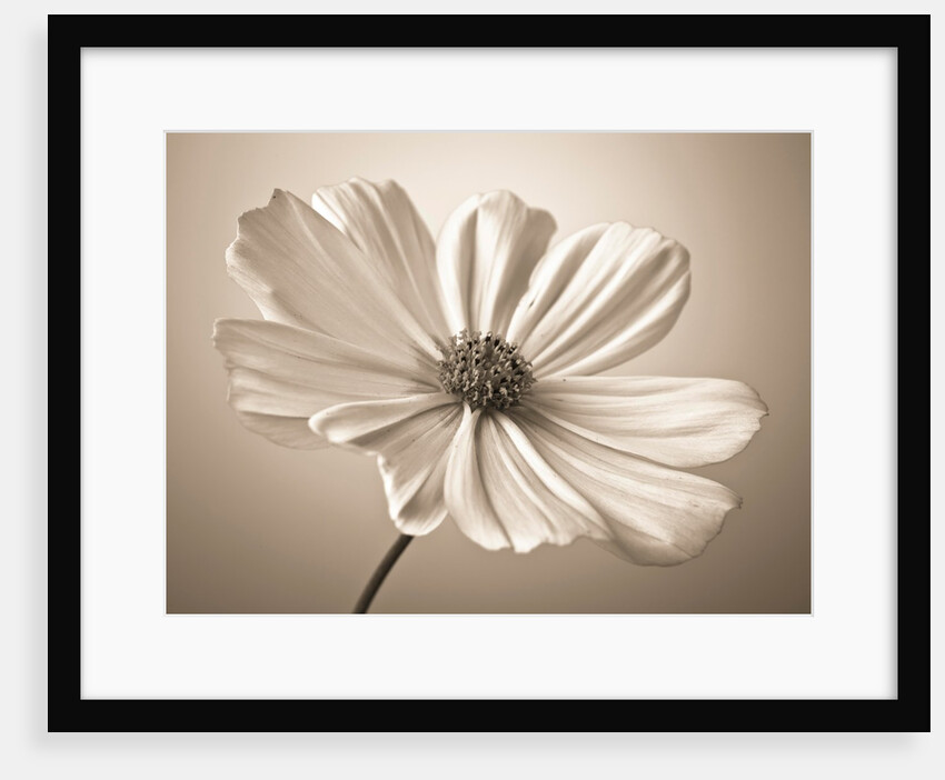 Cosmos flower by Assaf Frank